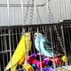 thumbnail image 4 of 12 Paquetes De Juguetes Para Masticar Columpio De Loros De Pájaros - Juguetes De Jaula De Pájaros De Campana Colgante Adecuados,11 Feliz Sencillez, 4 of 5