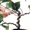 thumbnail image 4 of 5m Roll Bonsai Wire - Bendable Reusable Rustproof Flexible Storage for Bonsai Branch Training (Balcony), 4 of 8