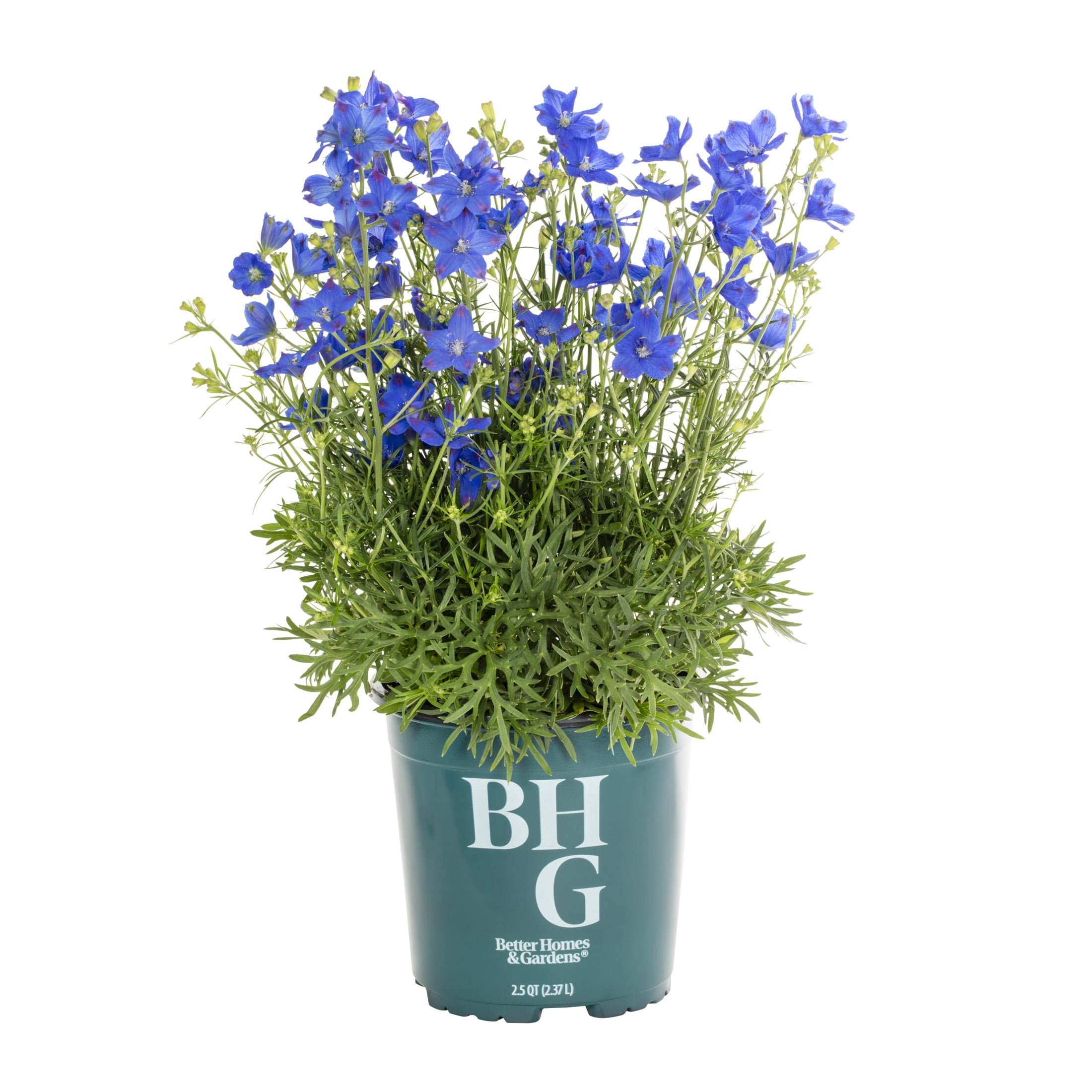 Better Homes & Gardens 2QT Blue Delphinium Live Perennial Plant Sun 3-Pack