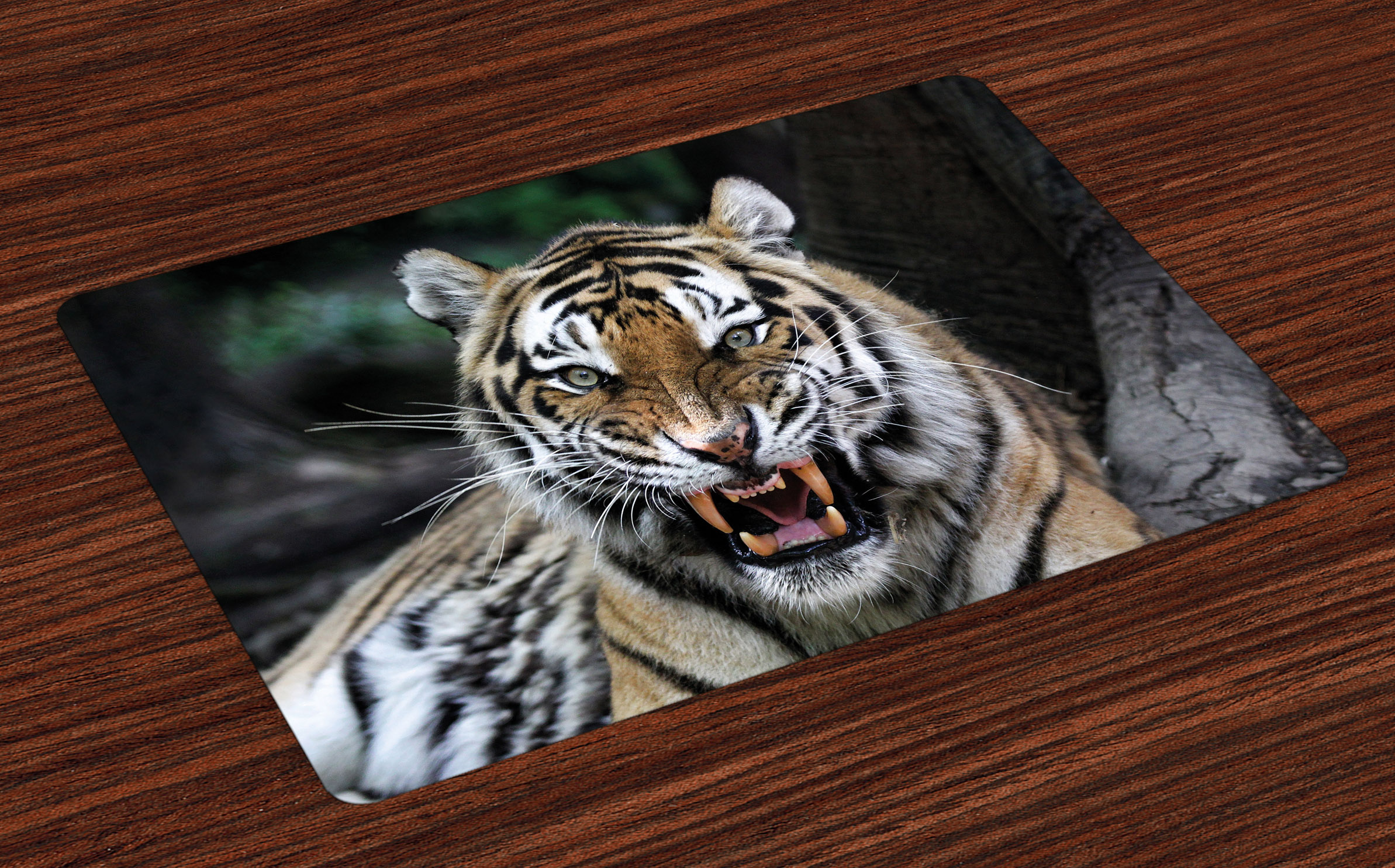 African Placemats Set of 4 Tiger Face with Roaring Wildlife Safari