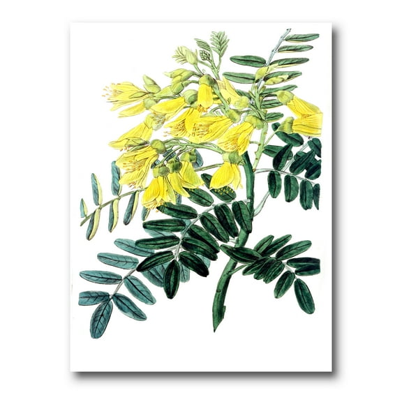 Designart ' Ancient Yellow Flower II ' Traditional Canvas Wall Art Print