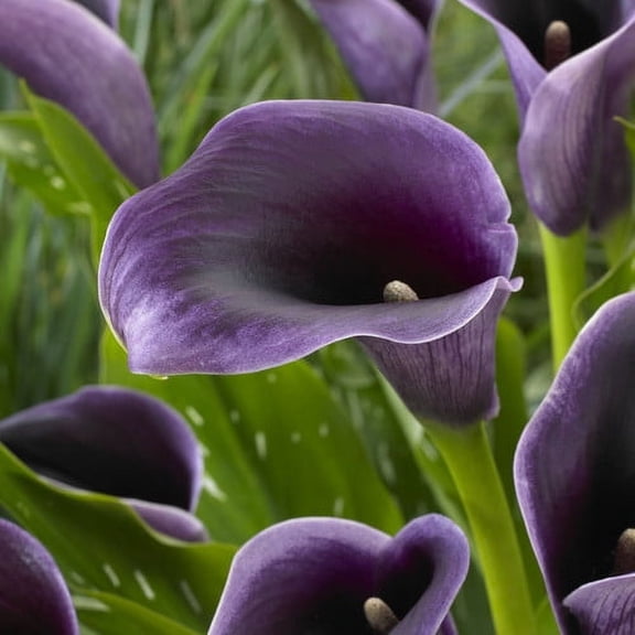 Van Zyverden Callas Akela Set of 5 Bulbs Purple Partial Sun Perennial Easy to Grow 1 lb