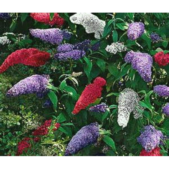 Multi-Color Butterfly Bush Mix jocad (150 Seeds)