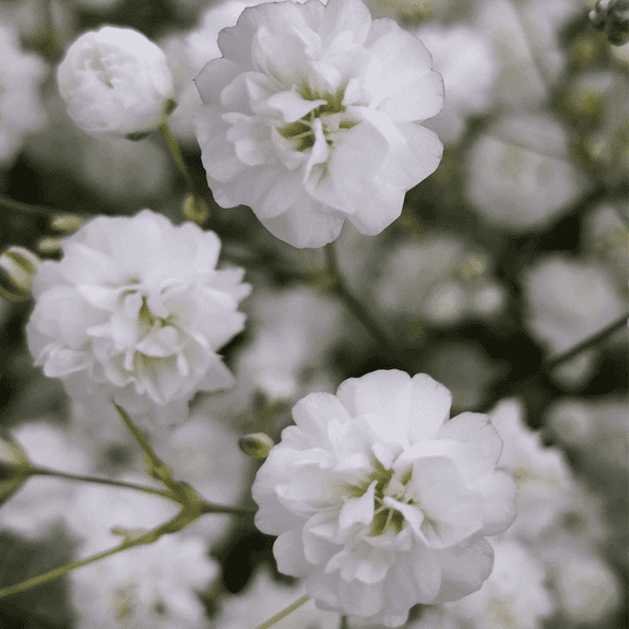 30 Stems of Baby's Breath Gypsophilia- Beautiful Fresh Cut Flowers- Express Delivery