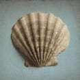 thumbnail image 1 of Seashell Study II Poster Print by Heather Jacks, 12 x 12 - Small, 1 of 1