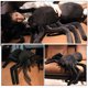 thumbnail image 3 of Peluche de araña realista para Halloween, almohada para abrazar, muñeco de terror, 3 of 7