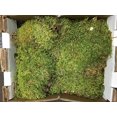thumbnail image 2 of Fresh Sheet Moss. 3 to 5lb Box., 2 of 2