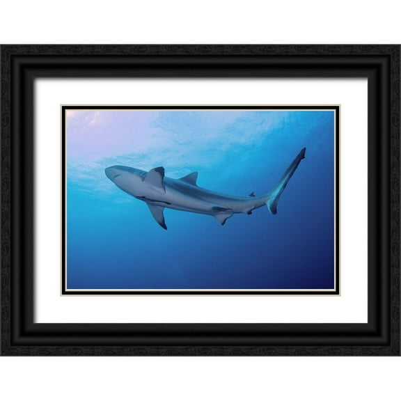 Jaynes Gallery 24x17 Black Ornate Wood Framed with Double Matting Museum Art Print Titled - South Pacific-Fiji Blacktip shark close-up