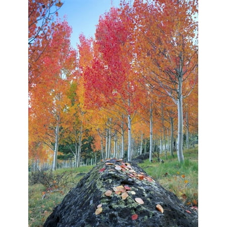 Forest Grove Pa Red Aspen Grove, Boulder Mountain, Dixie National Forest, Utah, USA Print Wall Art By Scott T. Smith ()