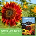 thumbnail image 5 of 3 packs Mixed Sunflower Seeds - Non-GMO Heirloom Full Sun Annual Flower - Survival Garden Seeds, 5 of 8