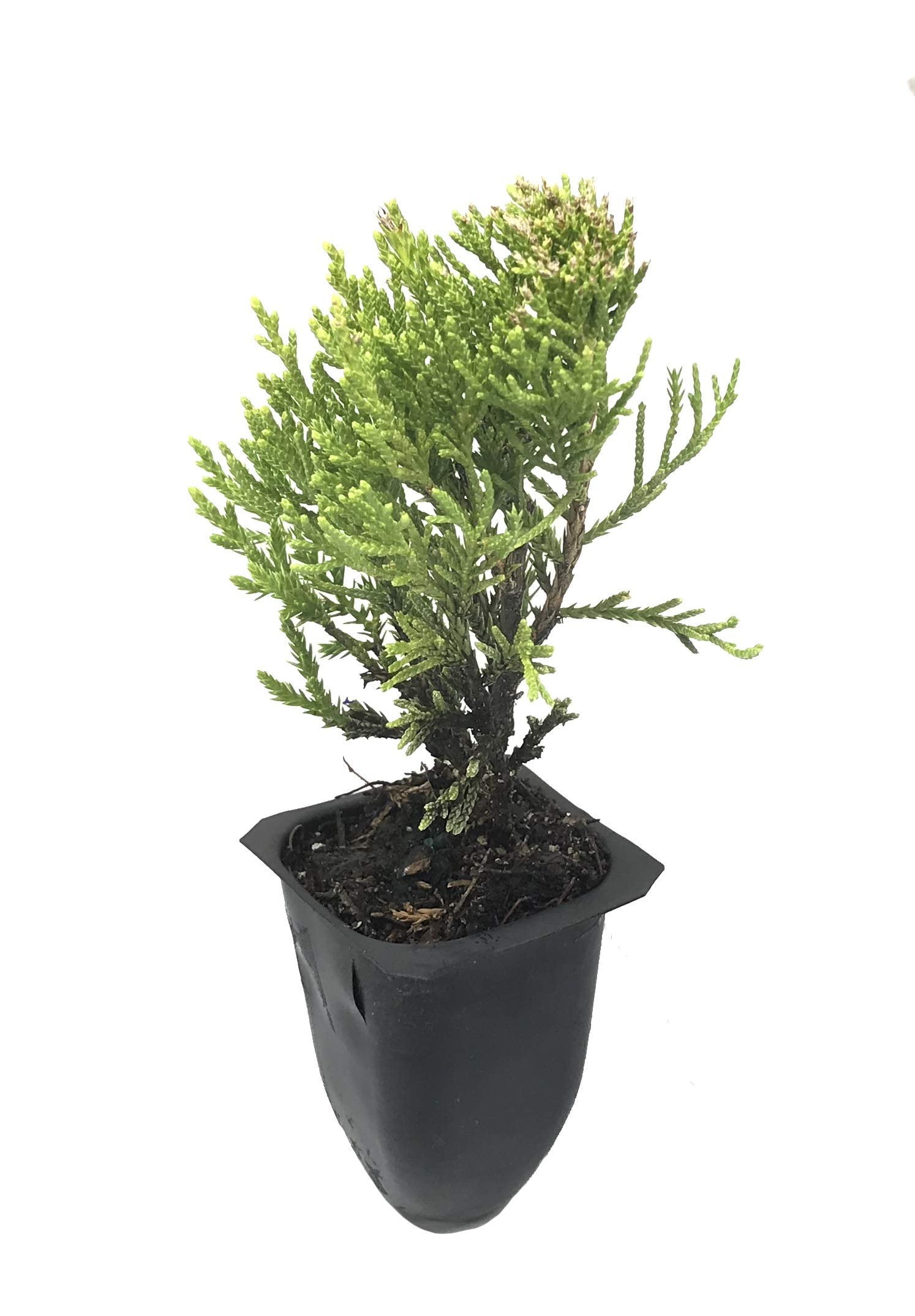 Sea Green Juniper - 20 Live Plants - Juniperus Chinensis - Hardy Evergreen Privacy Screen