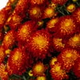 thumbnail image 6 of Better Homes & Gardens 1.5Gal Orange Garden Chrysanthemum Plant Decorative Pot Sun, 6 of 14
