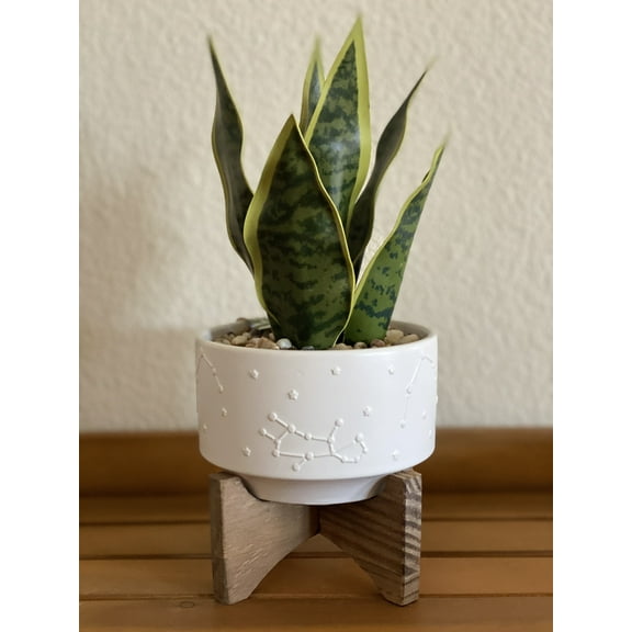 Flora Bunda 9.75" Artificial Snake Plant in Matte White Constellation Ceramic Pot on Wood Stand
