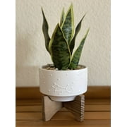 9.7 in. H Fake Snake Plant in Constalition Ceramic Pot on Wood Stand