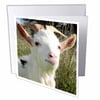 3dRose Farm Animals Goat, Greeting Cards, 6 x 6 inches, set of 12