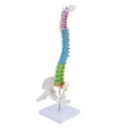thumbnail image 1 of koolsoo 45cm de Haut Modèle de Colonne Vertébrale Humaine Outil d'Anatomie Médicale Modèle d'Enseignement Professionnel, 1 of 9
