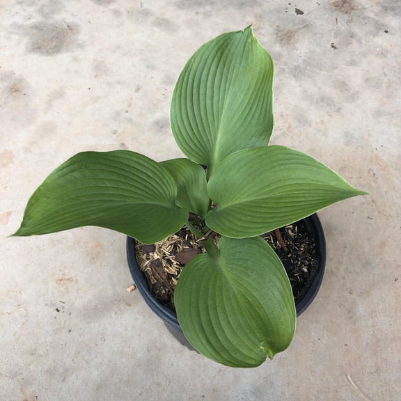 Blue Angel Hosta - 1 Gallon Pot, Live Perennial Shrub, Part Sun, Outdoor