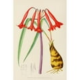 thumbnail image 2 of Illtyd Buller Pole-Evans 13x18 Black Ornate Wood Framed Double Matted Museum Art Print Titled - Cyrtanthus Augustifolius (1921), 2 of 5
