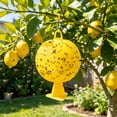 thumbnail image 2 of QARUN 1Pc Fruit Fly Traps Ball,Citrus Shaped Fruit Fly Traps,Flying Insects Ball for Indoor Outdoor House Kitchen Plants Trees Flying Insects (3.2 Inch), 2 of 7