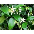 thumbnail image 3 of Confederate Jasmine Plants  6 Live 4 Inch Pots  Trachelospermum Jasminoides  Flowering Vine  Outdoor Garden, 3 of 8