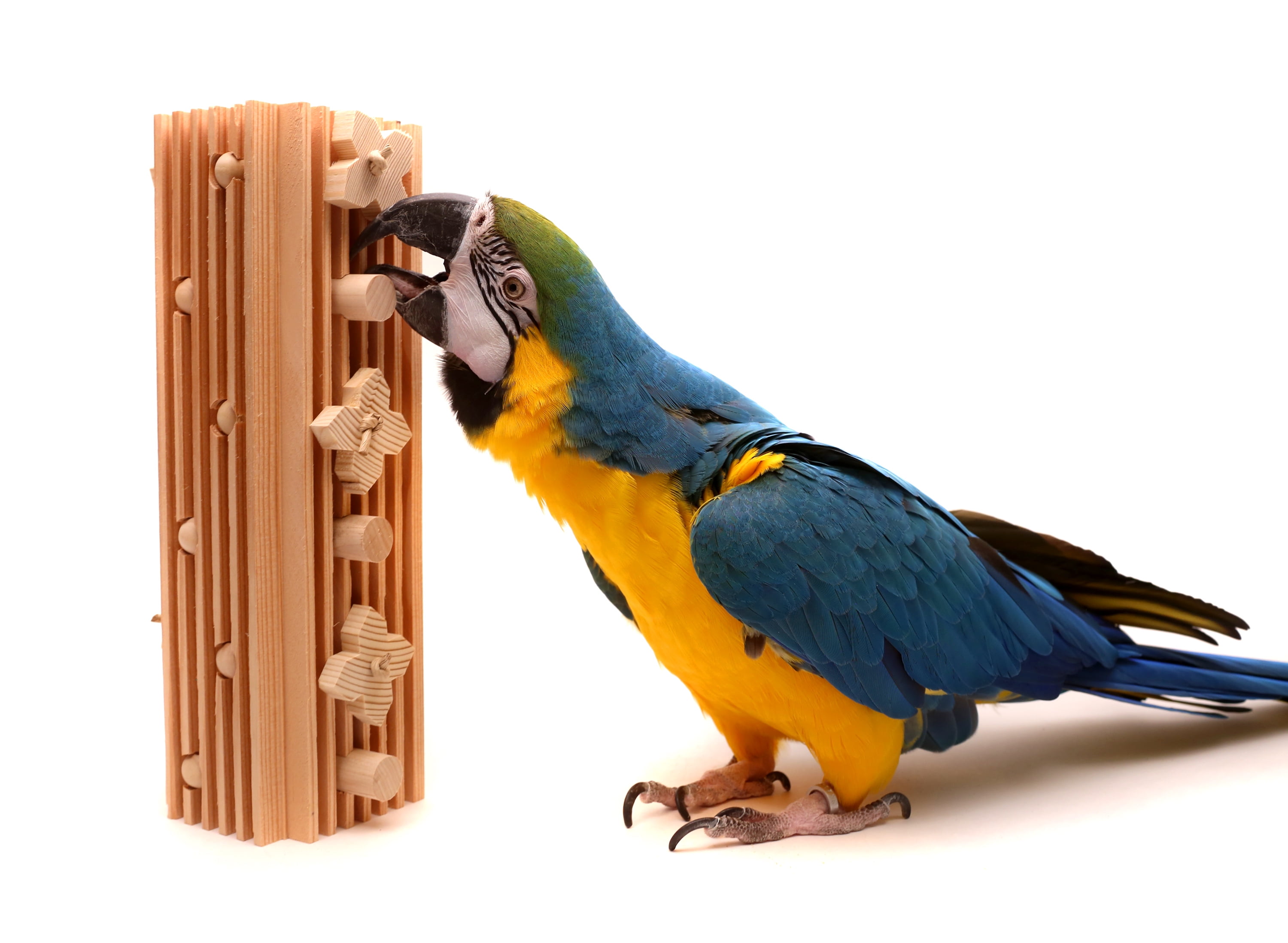 Activity Block Large Parrot Toy