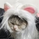 thumbnail image 5 of Popular! Funny Pet Costumes, Cats And Dogs Transformed Into Funny Holiday Costumes, Wild Hats And Headgear, 5 of 5