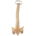 thumbnail image 2 of 5Pcs Novelty Keychain for unisex adult, Mini Handcrafted Human Spine Skeleton, 2 of 6