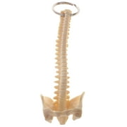 Human Spine Keychain, Skeleton Model Key , School Aids,Lab Supplies