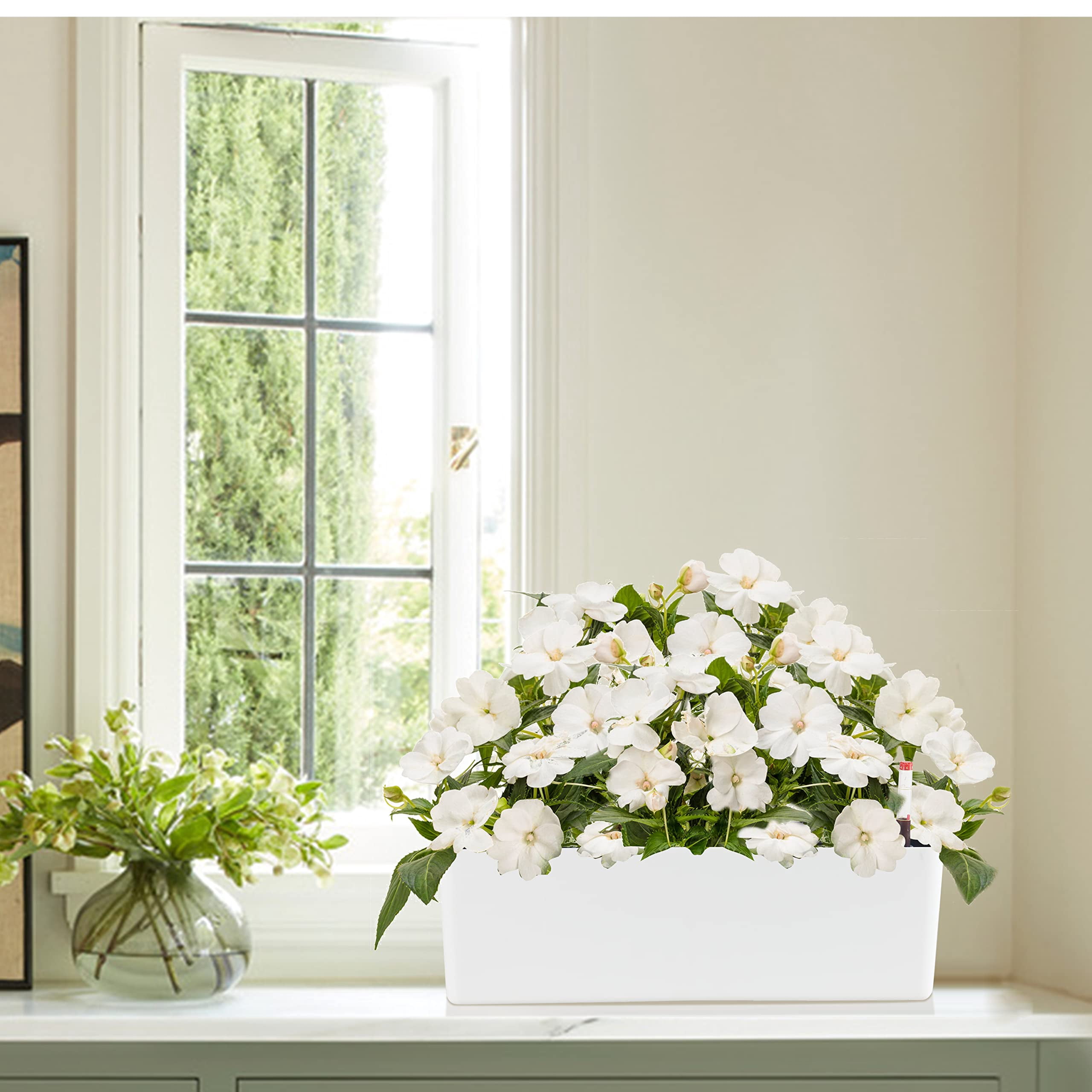 Elongated Self Watering Planter Pot Window Box 5.5 x 16 Inch Indoor Decorative Planter for House Plants Flowers Herbs White 1-Pack