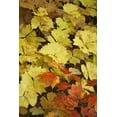 thumbnail image 2 of Paulson, Don 23x32 White Modern Wood Framed Museum Art Print Titled - OR, Rogue River NF Leaves on forest floor, 2 of 4