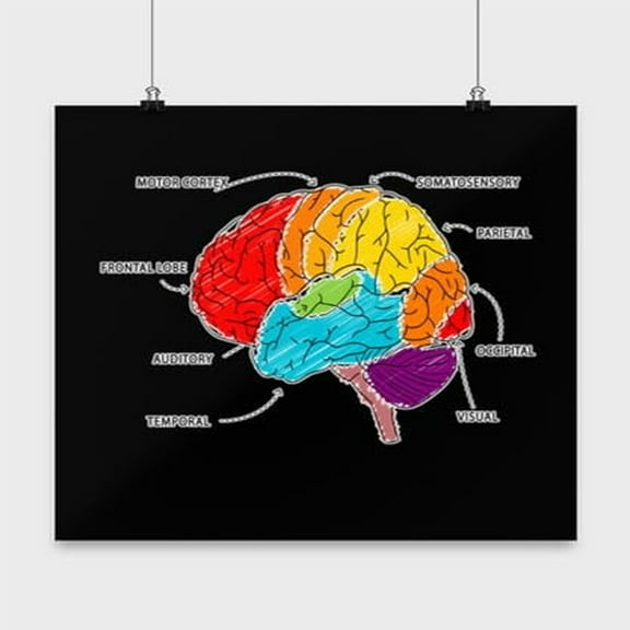 Brain Anatomy Educational Poster - Science Students - 13x13 Poster Print - Classroom Decor
