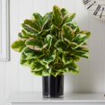 thumbnail image 3 of Rubber Plant in Glossy Cylinder (Real Touch), 3 of 5