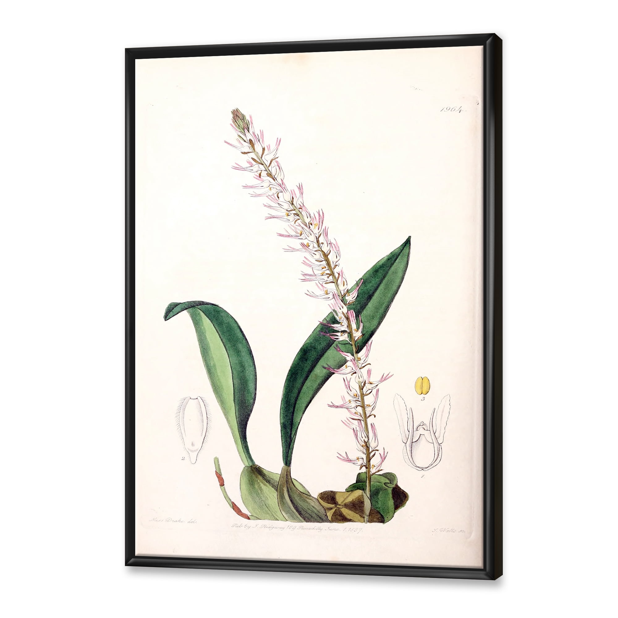 Designart 'Ancient London Plants V' Traditional Framed Canvas Wall Art Print