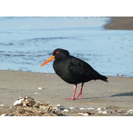 - iPhone XS Max Plastic Case Cover with Oyster-Catcher Shore Wildlife Oyster Catcher Bird Picture Printed on it.