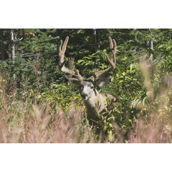 Posterazzi DPI1867118 Waterton National Park Alberta Canada - Deer In A Mountain Meadow Poster Print, 19 x 12