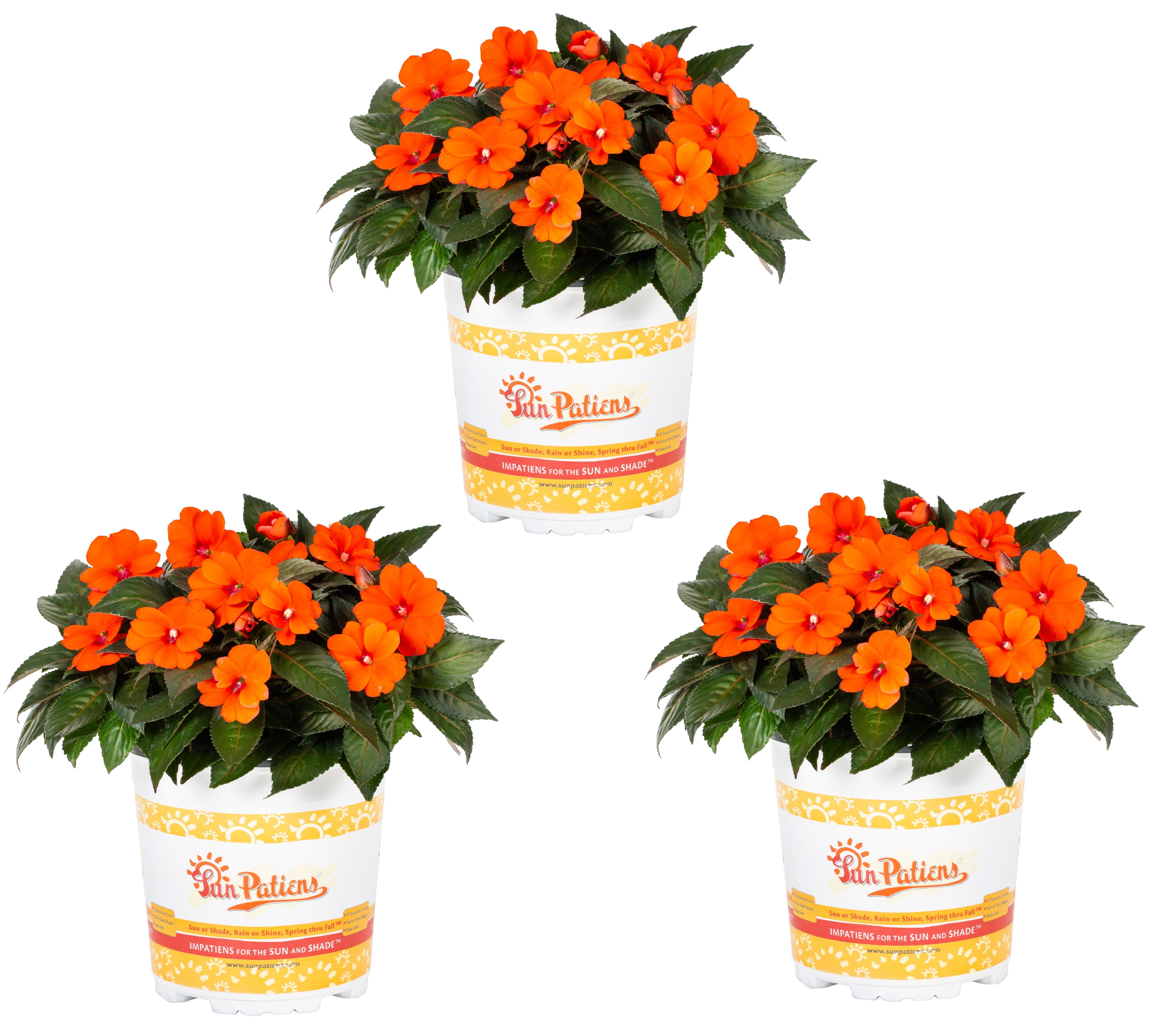 National Plant Network 1 gal. Mandevilla Sun Parasol Sunbeam