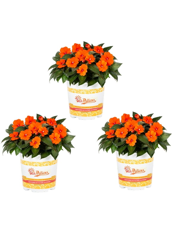 All Live Plants in Live Plants