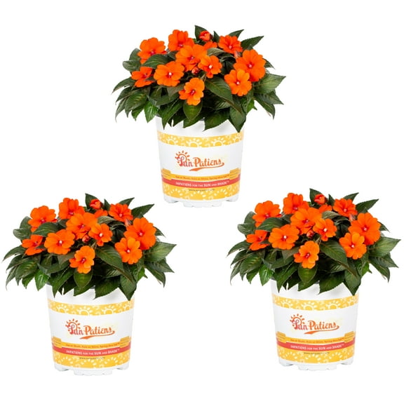 SunPatiens 2QT Orange Impatiens Live Annual Plant Sun 3-Pack