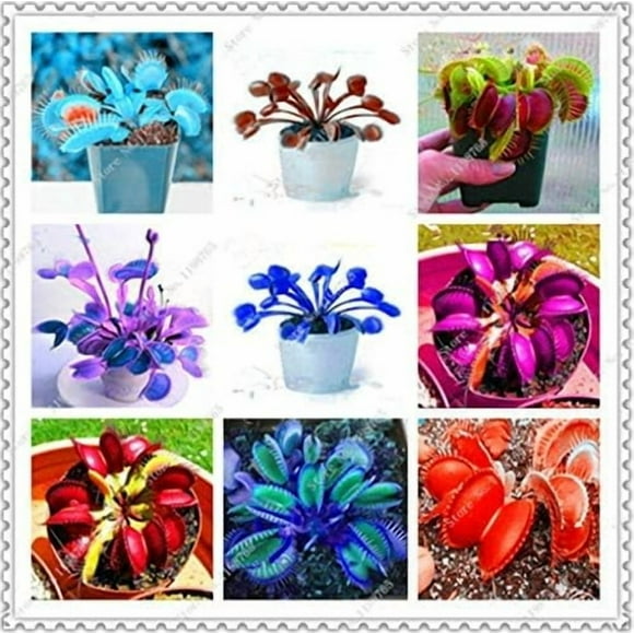 SHIQI-100 pcs/Bag Dionaea muscipula Giant Clip Venus Fly Trap Seeds insectivorous Garden Plant Family Rare Potted Plants: Mixed