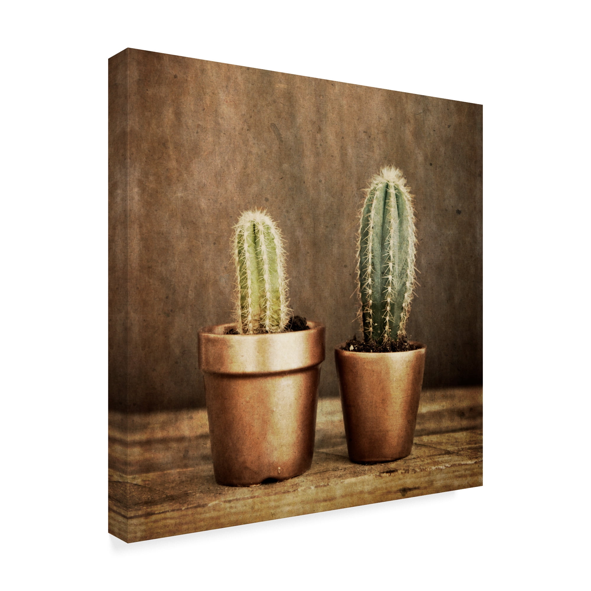 Trademark Fine Art '2 Cacti On Brown Texture' Canvas Art by Tom Quartermaine