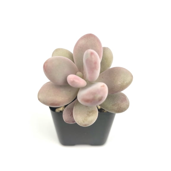 Pink Moonstone Succulents Pachyphytum Oviferum Roseum, 2" Pot