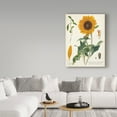 thumbnail image 3 of Trademark Fine Art 'Sunflower Chart on Ivory' Canvas Art by Sue Schlabach, 3 of 3