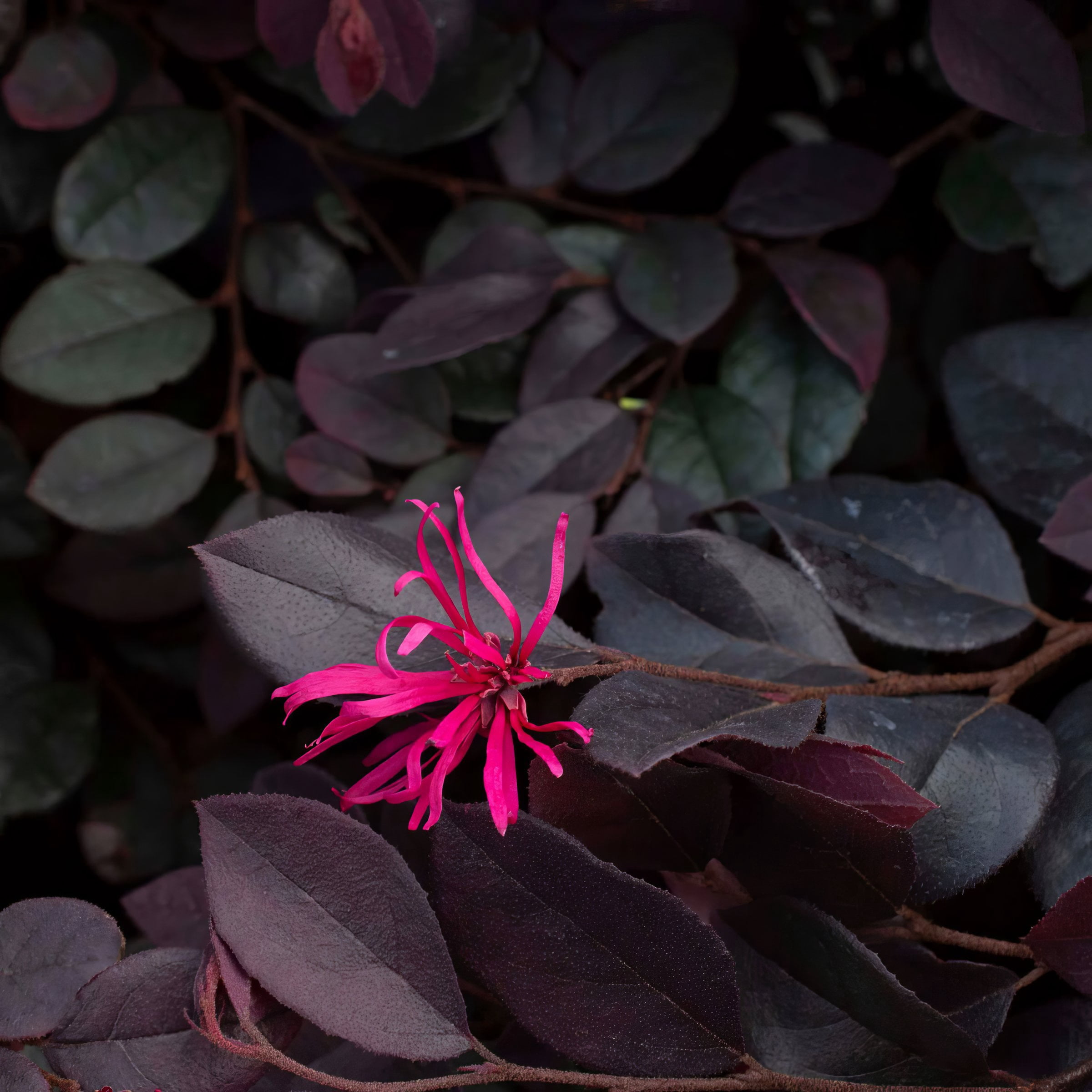 1 gal. Loropetalum Cerise Charm Live Shrub Condition with Full Sunlight