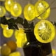 thumbnail image 5 of Guirnalda de luces LED de limón - Tira de luces decorativas de 1,5 m con pilas | 10 luces LED de limón cálidas para decoración de interiores, exteriores, fiestas, bodas y hogar, 5 of 7