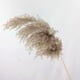 thumbnail image 3 of 20 Piezas Decoración Seca de Hierba de Pampas, Decoración de Hierba de Pampas, Flores Secas de 55 cm, para Fotografía de Interiores de Bodas (Marrón), 3 of 6