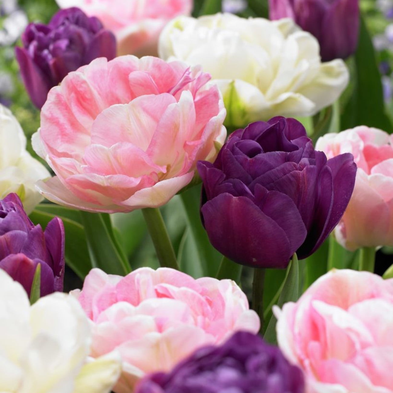 Van Zyverden Tulips Double Peony Blend Set of 25 Bulbs Multi-Color Part Sun