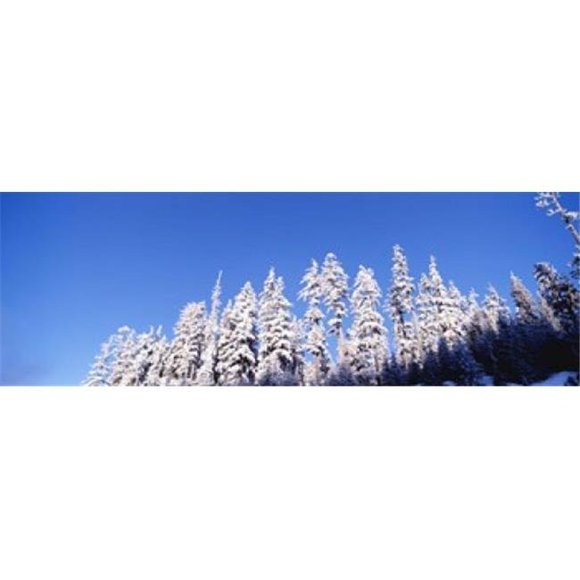 Panoramic Images PPI87218L USA  Oregon  pine trees  winter Poster Print by Panoramic Images - 36 x 12