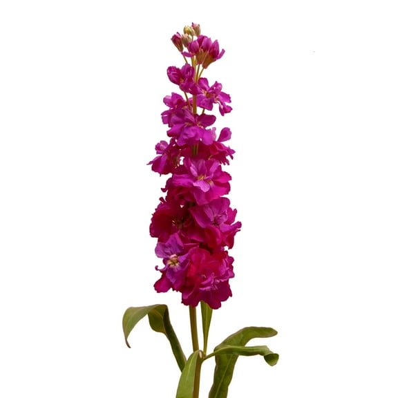 Dark Pink Stock - Farm Direct Fresh Cut Flowers - 140 Stems