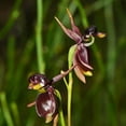 30 Pieces Rare Flying Duck Orchid Flower Seeds Pot Flowering Plant