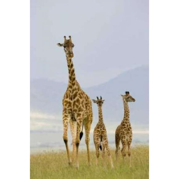 Savannah Strut Poster Print by Susann Parker (12 x 18)